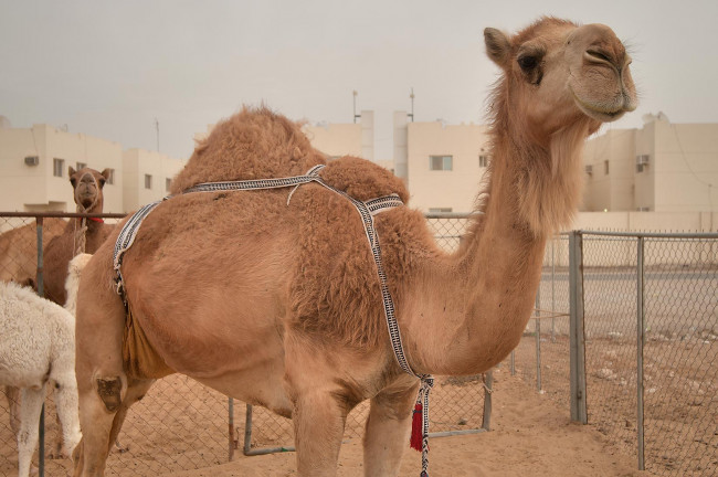 Обои картинки фото животные, верблюды, верблюд