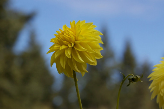 Обои картинки фото цветы, георгины, бутон