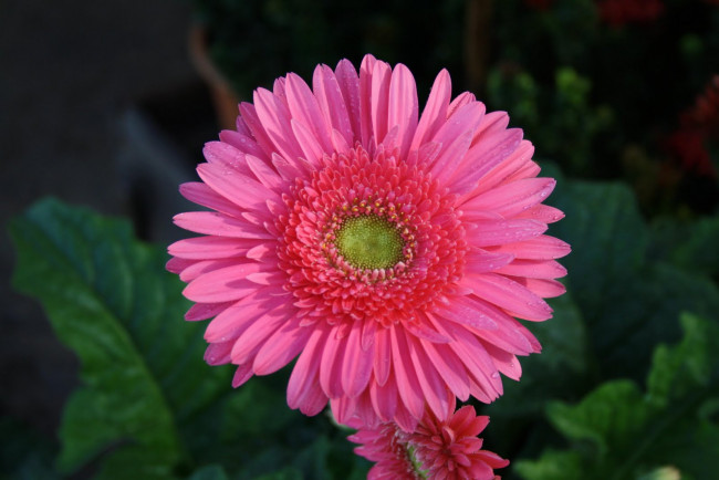 Обои картинки фото цветы, герберы, бутон