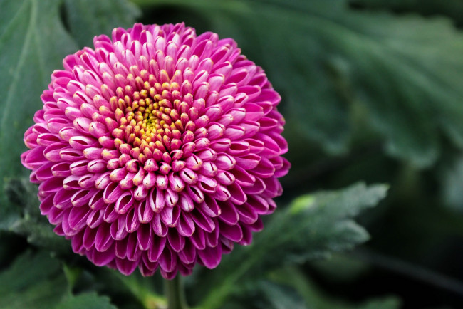 Обои картинки фото цветы, хризантемы, малиновый, круглый