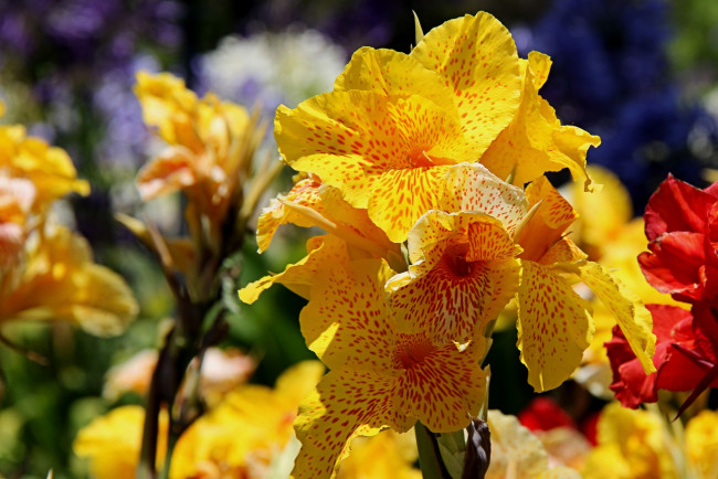 Обои картинки фото цветы, канна, желтый, пестрый