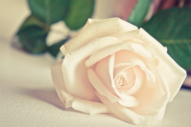 Обои картинки фото цветы, розы, лепестки, одна