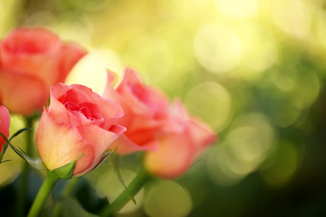 Обои картинки фото цветы, розы, розовый, бутоны