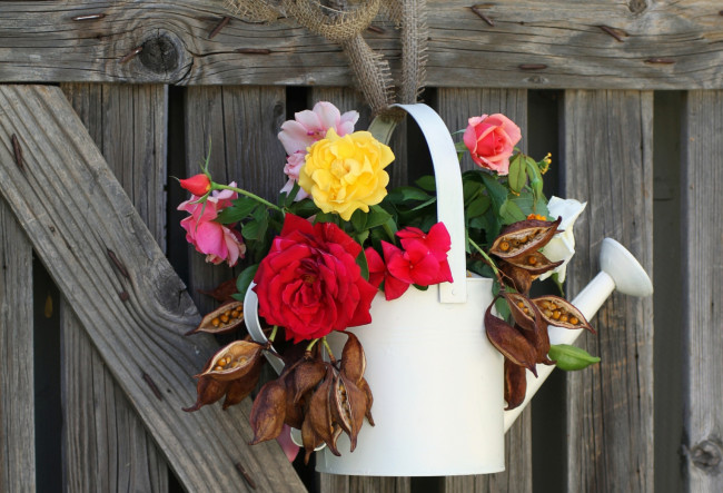 Обои картинки фото цветы, букеты, композиции, лейка, розы, семена