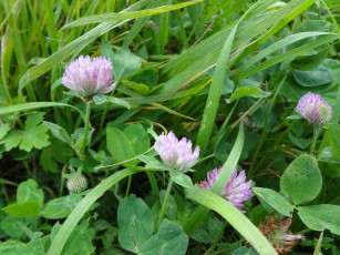 Картинка цветы луговые полевые розовые трава