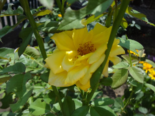 Картинка цветы розы роза желтая стебли