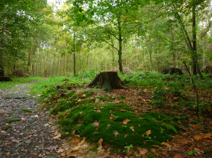 Картинка природа лес дорога деревья