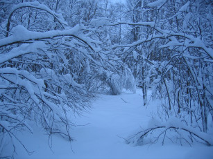 Картинка природа зима снег деревья