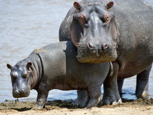 Картинка животные бегемоты детеныш мамаша река