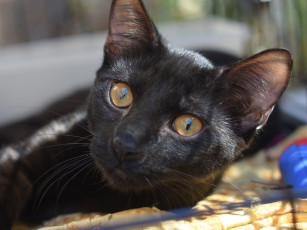 Картинка животные коты кошка мордочка взгляд