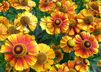 Картинка цветы гайлардии гелениумы