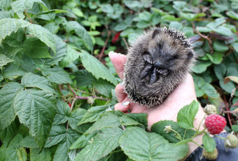 Картинка животные ежи комочек колючки