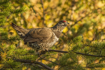 Картинка животные глухари тетерева фазаны ветка пестрый