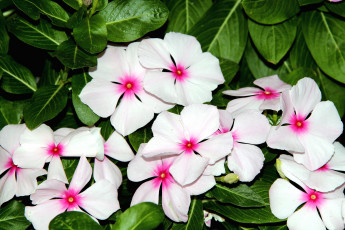 Картинка цветы катарантусы звездочки