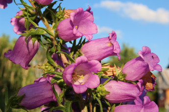 Картинка цветы колокольчики розовый