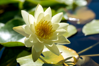 Картинка цветы лилии водяные нимфеи кувшинки лепестки свет