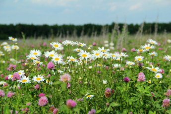 Картинка цветы луговые полевые ромашки клевер луг