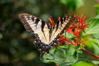 Картинка животные бабочки бабочка цветки дерево