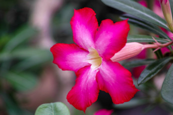 Картинка цветы адениум пустынная роза