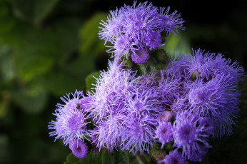 Картинка цветы агератум пушистый