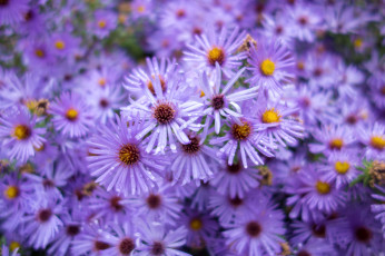 Картинка цветы астры сиреневый татарская астра
