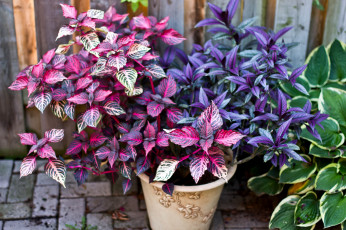 Картинка цветы колеусы каладиумы листья