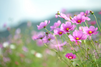 Картинка цветы космея розовый небо