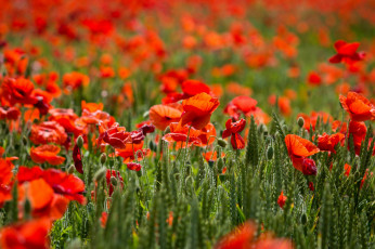 Картинка цветы маки красный