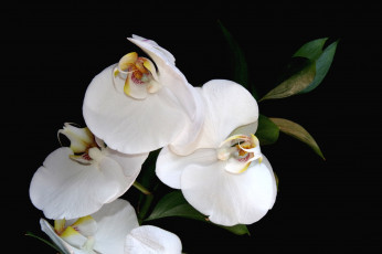 Картинка цветы орхидеи белый