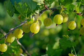 Картинка природа Ягоды крыжовник