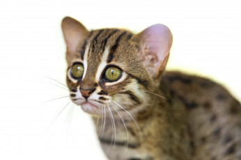 Картинка животные дикие кошки котенок