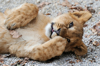 Картинка животные львы львенок