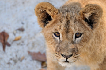 Картинка животные львы портрет