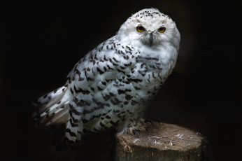 Картинка животные совы полярная сова