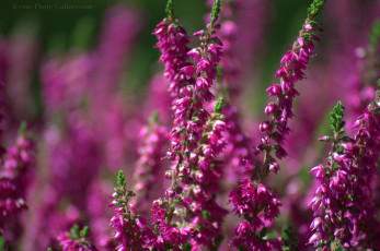 обоя цветы, вереск, эрики, малиновый