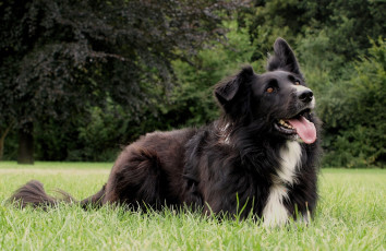 Картинка животные собаки собака трава луг