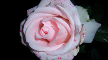 Картинка цветы розы