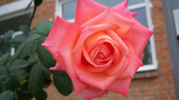 Картинка цветы розы