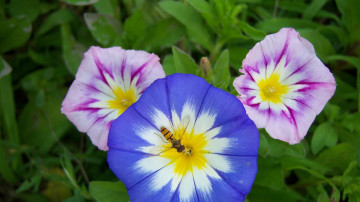 Картинка цветы вьюнки ипомеи