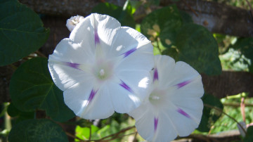 Картинка цветы вьюнки ипомеи