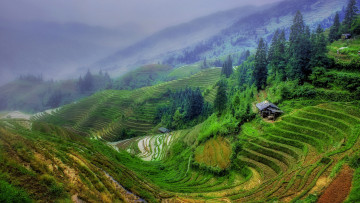 Картинка природа поля рис