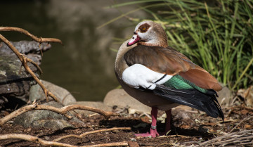 Картинка животные утки сучья трава утка