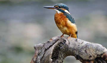 Картинка животные зимородки зимородок сучок