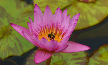 Картинка животные пчелы осы шмели шмель цветок