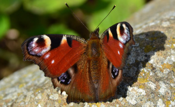 Картинка животные бабочки бабочка