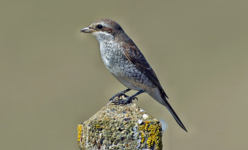 Картинка животные птицы птичка столб