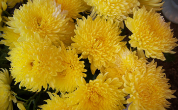 обоя цветы, хризантемы
