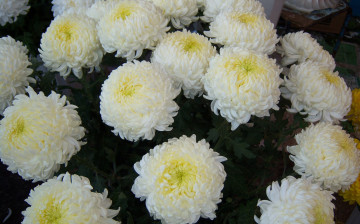 Картинка цветы хризантемы