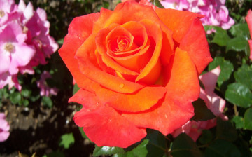 обоя цветы, розы