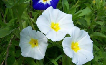 Картинка цветы вьюнки ипомеи